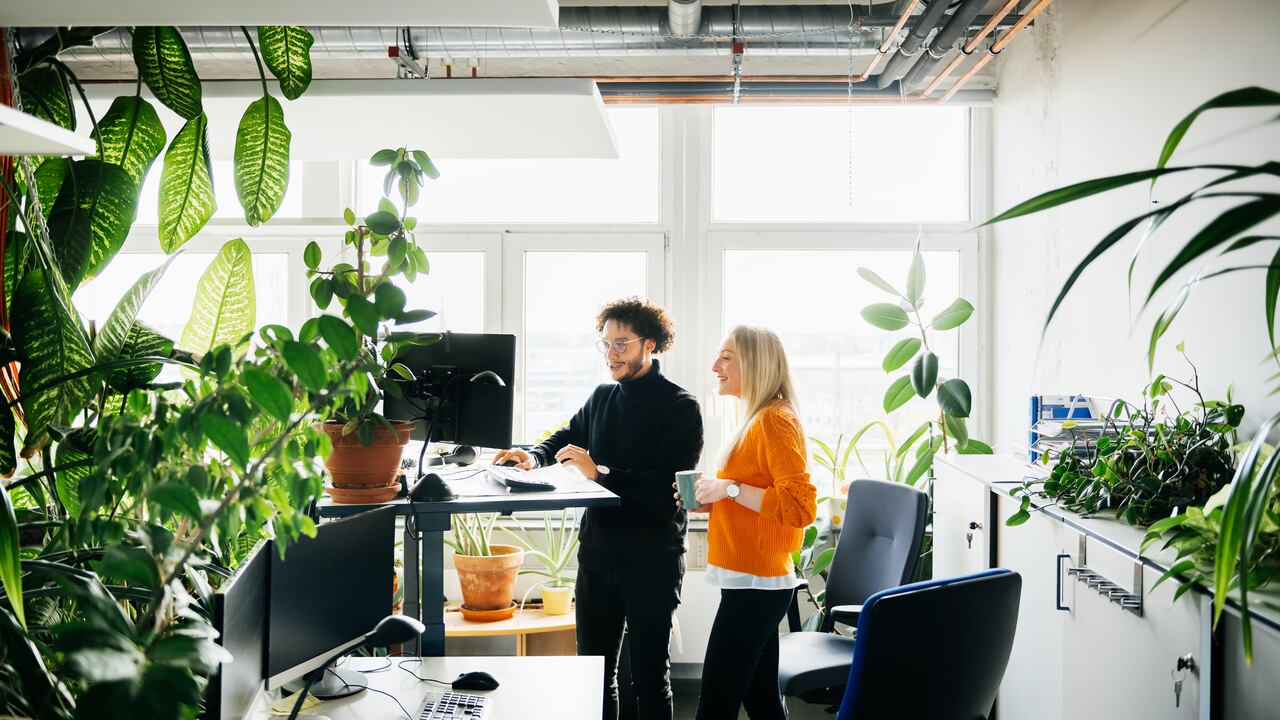 Plantas que se deberían tener en la oficina de trabajo o el hogar.
