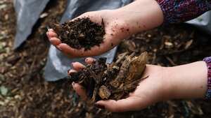 El material vegetal ayuda a recuperar el suelo y generar cobertura vegetal.