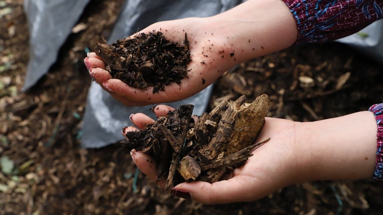 El material vegetal ayuda a recuperar el suelo y generar cobertura vegetal.