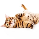 Bengal cat on white background