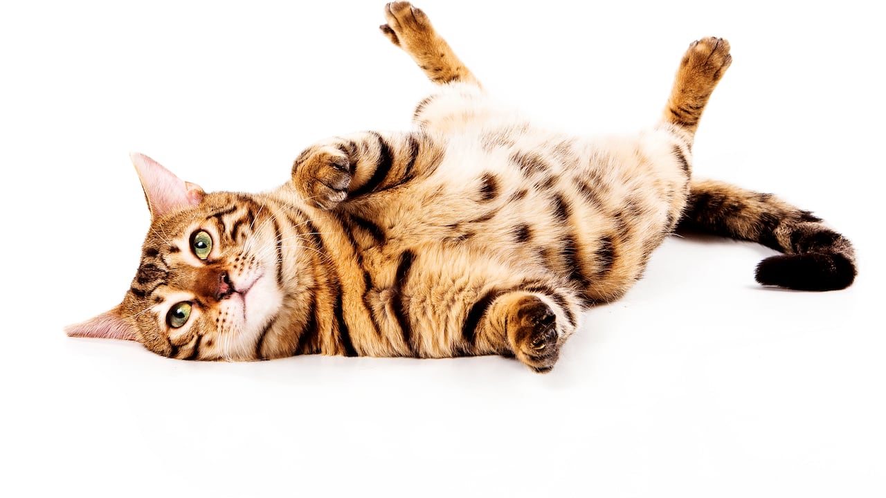 Bengal cat on white background