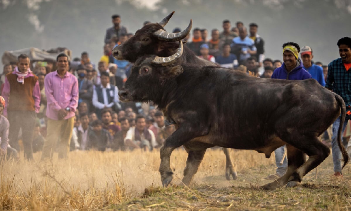 Tradiciones taurinas en India