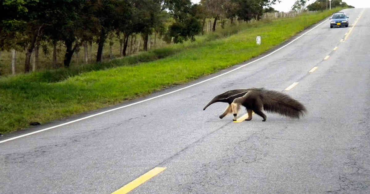 El oso palmero es uno de los animales más atropellados en las vías del Meta. 