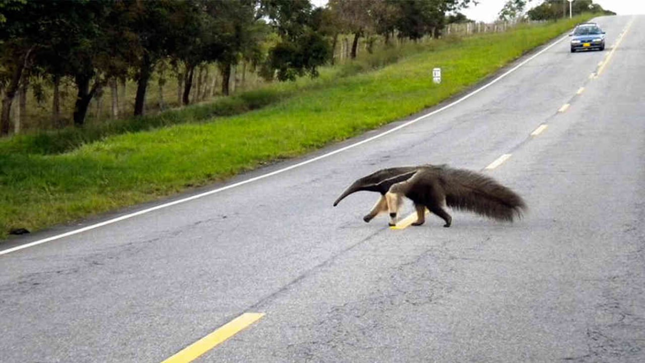 Oso palmero cruzando una vía.