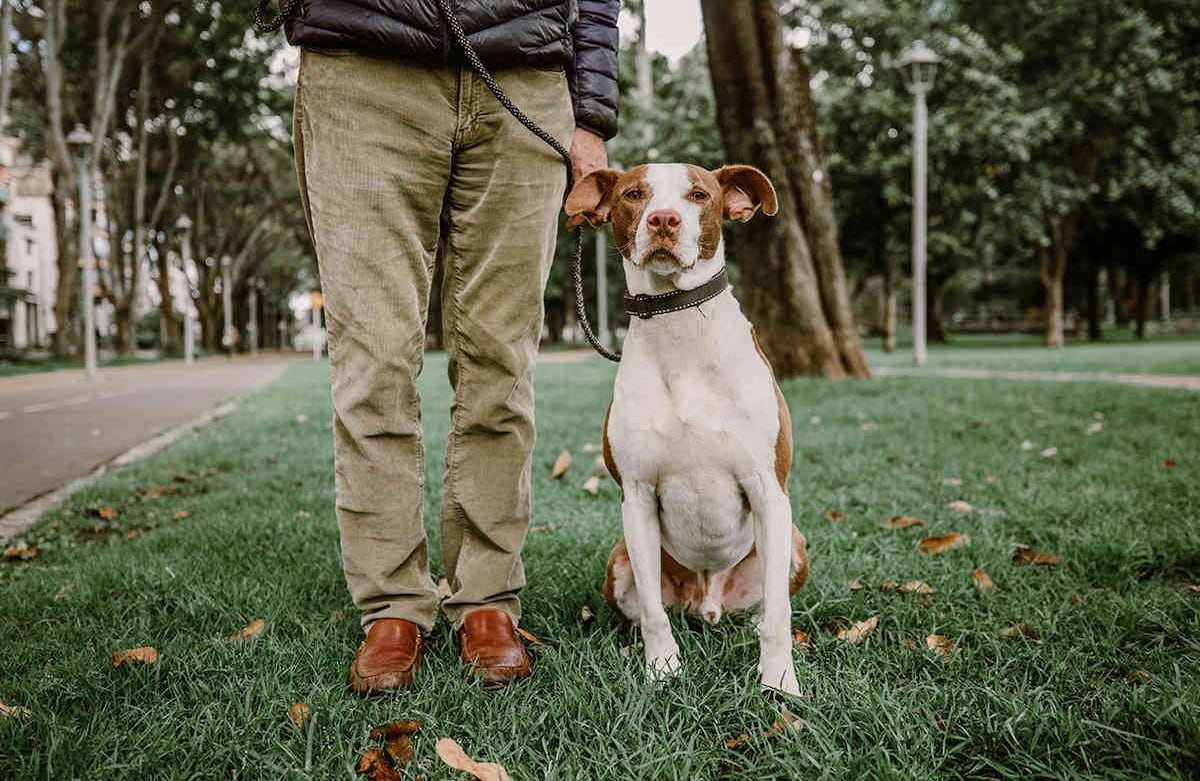 Soy Juan Carlos y tengo tres años y medio. Saco a mi papá, Jorge Bustamante, tres veces al día. La primera es en la mañana, a las 7:30 a.m. y, según dice él, por esta salida me cobra 10 euros, mientras que por tres salidas me hace descuento y me cobra 25 euros. Soy un perro criollo. Karen Salamanca-SEMANA