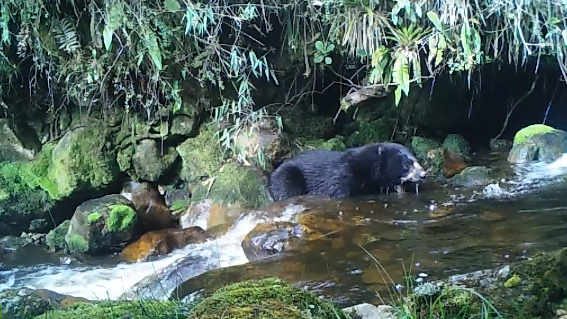 Oso de anteojos en Cundinamarca