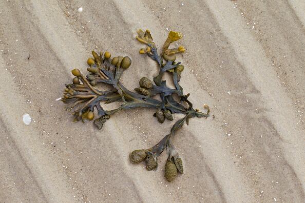 El alga fucus es usada para aliviar algunos malestares patológicos. Esta se encuentran en las costas del mar del norte, el Océano Atlántico y el Océano Pacífico. (Photo by: Arterra/Universal Images Group via Getty Images)