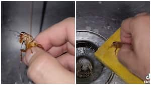 Cucaracha en México