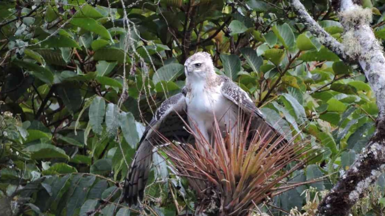 Esta es el águila más grande la la zona andina y se encuentra en la categoría de vulnerable. Foto: CAM