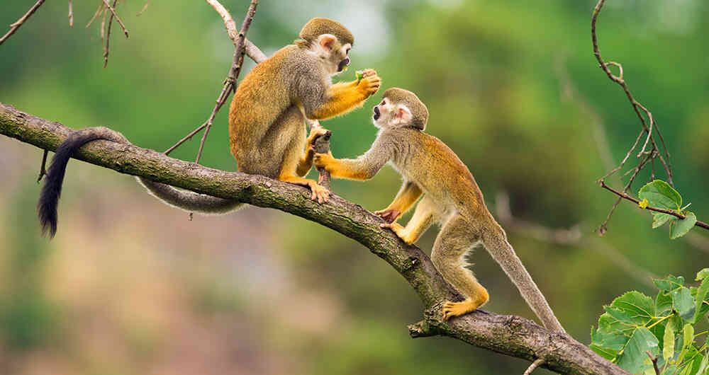La bioeconomía reduce desigualdades y brechas estructurales, mientras se mantiene y regenera la base de recursos naturales de la que depende el desarrollo.