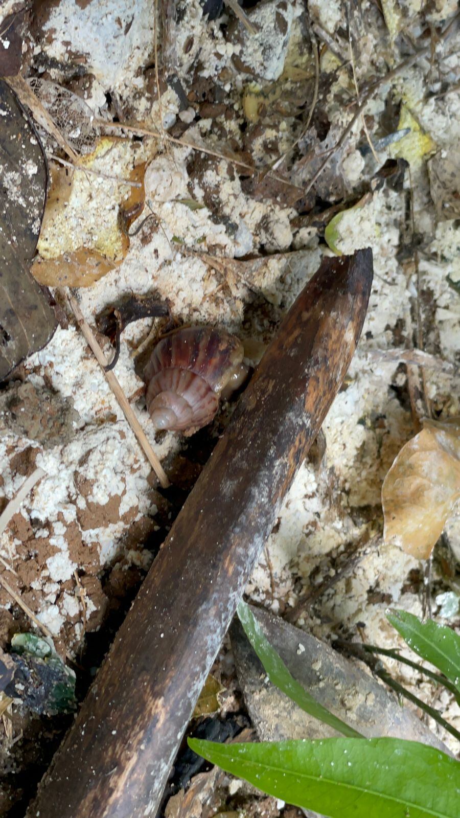 Caracol gigante africano