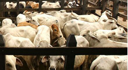 De acuerdo con el Invima, el proyecto de modificación del Decreto 1500 de 2007 “está enfocado a resolver las dificultades de abastecimiento de productos cárnicos que en la actualidad se tienen en el país. 