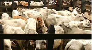 Fueron halladas 71 reses de contrabando dentro del frigorífico de San Cayetano, propiedad de Friogán, que provenían de Venezuela.