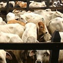 Fueron halladas 71 reses de contrabando dentro del frigorífico de San Cayetano, propiedad de Friogán, que provenían de Venezuela.