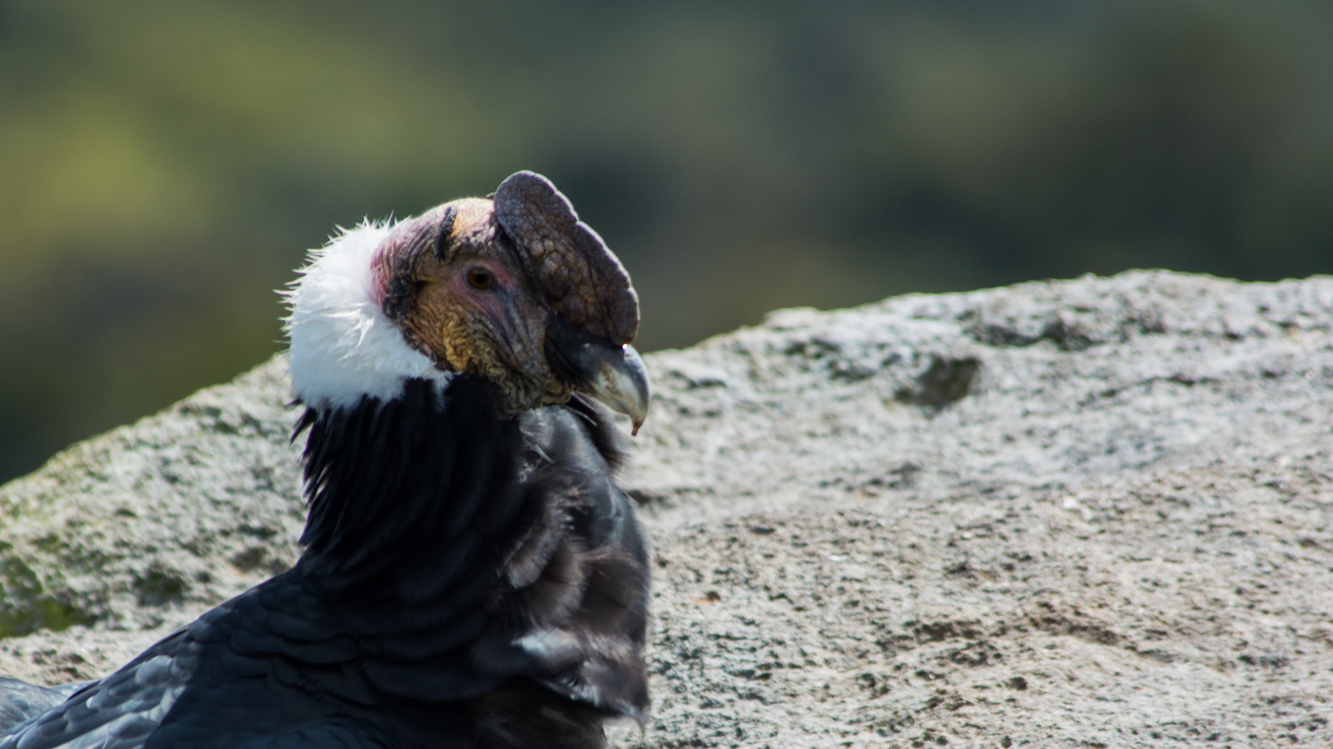 El cóndor andino es un animal monógamo, las hembras ponen uno o dos huevos a sus seis años y de ahí en adelante cada 24 meses.
