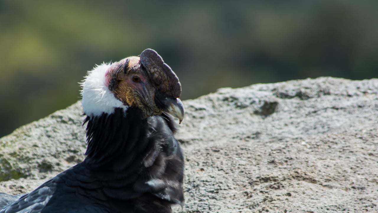 El cóndor andino es un animal monógamo, las hembras ponen uno o dos huevos a sus seis años y de ahí en adelante cada 24 meses.