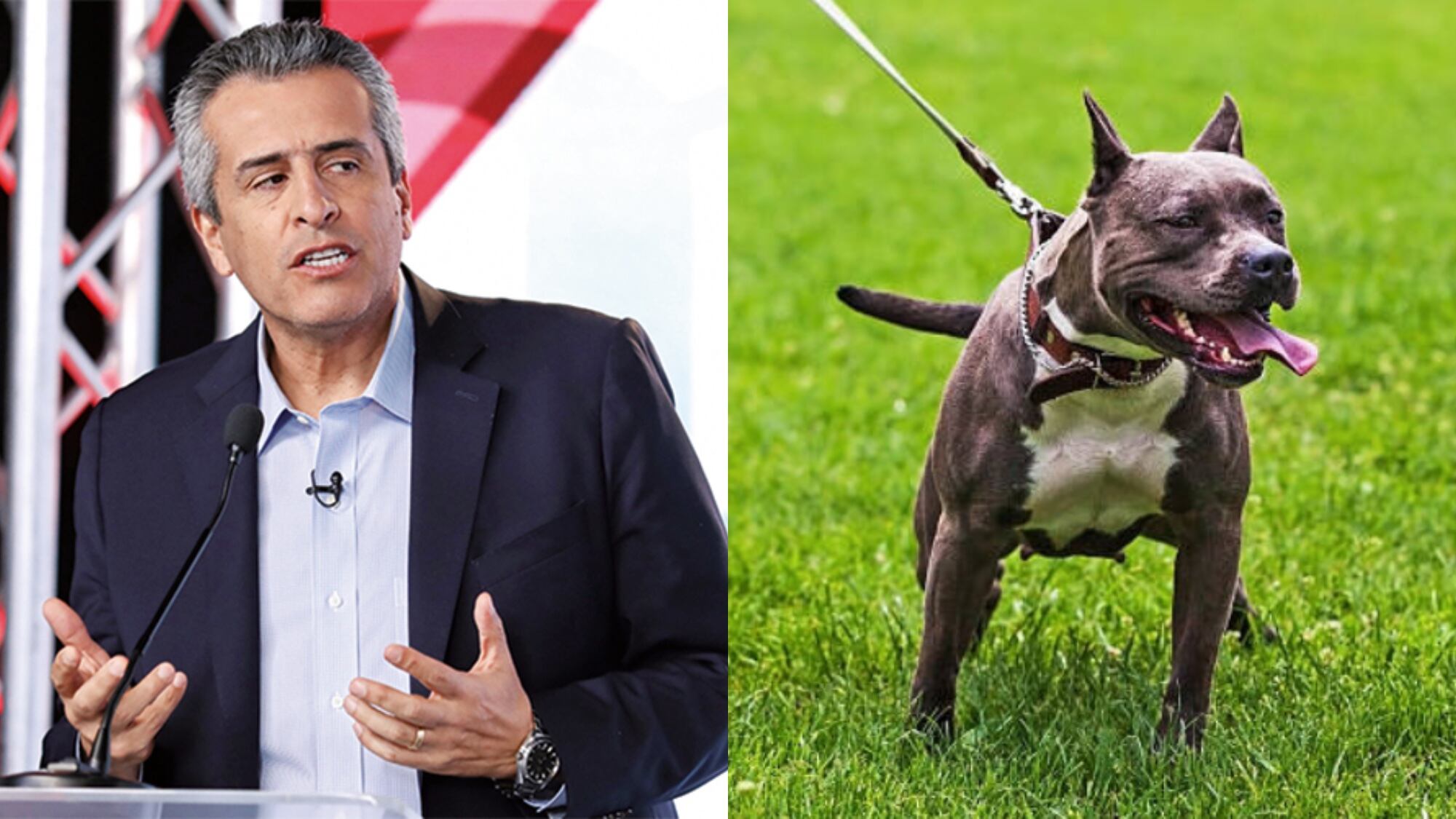 Luis Fernando Velasco pidió una campaña para educar dueños de pitbull.