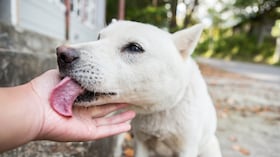 Perros lamiendo manos de su dueño