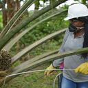 Producción y venta de aceite de palma tuvo un repunte en junio, según Fedepalma