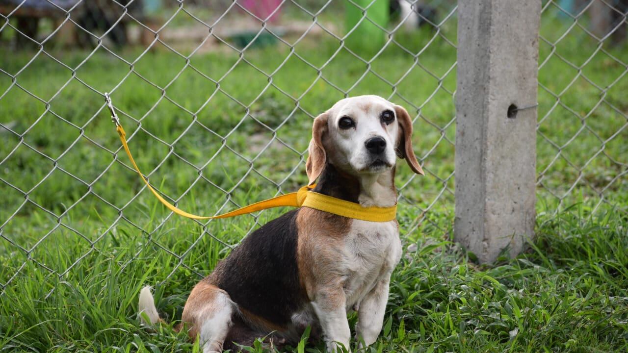 Cecilia, perrita maltratada por su dueño