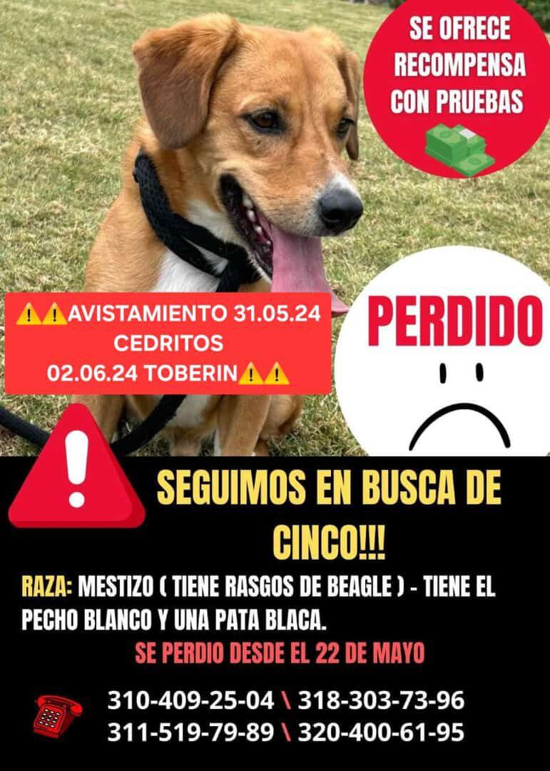 Se busca Cinco, perrito beagle perdido en Bogotá