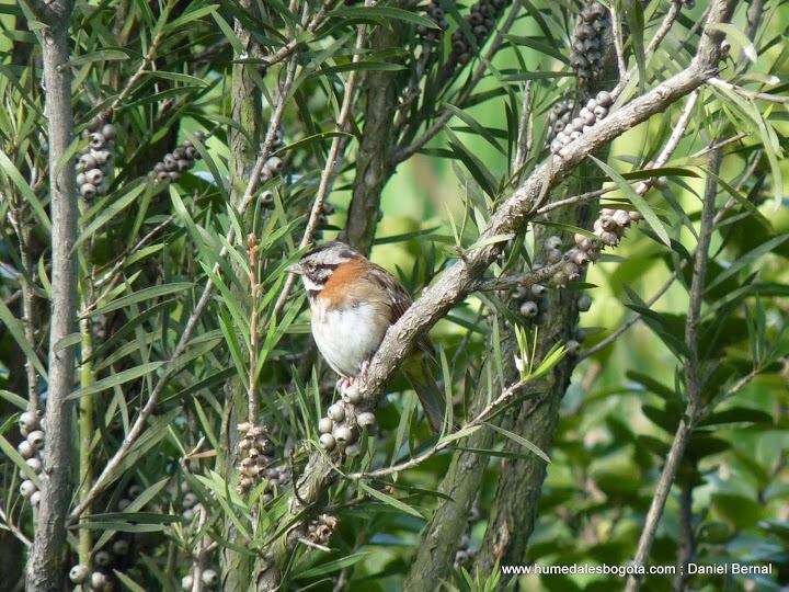 El canto de los copetones es silenciado por ruido y caos de la ciudad de Bogotá.