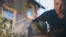 La lavanda es una planta aromática muy apreciada por sus flores de color violeta.