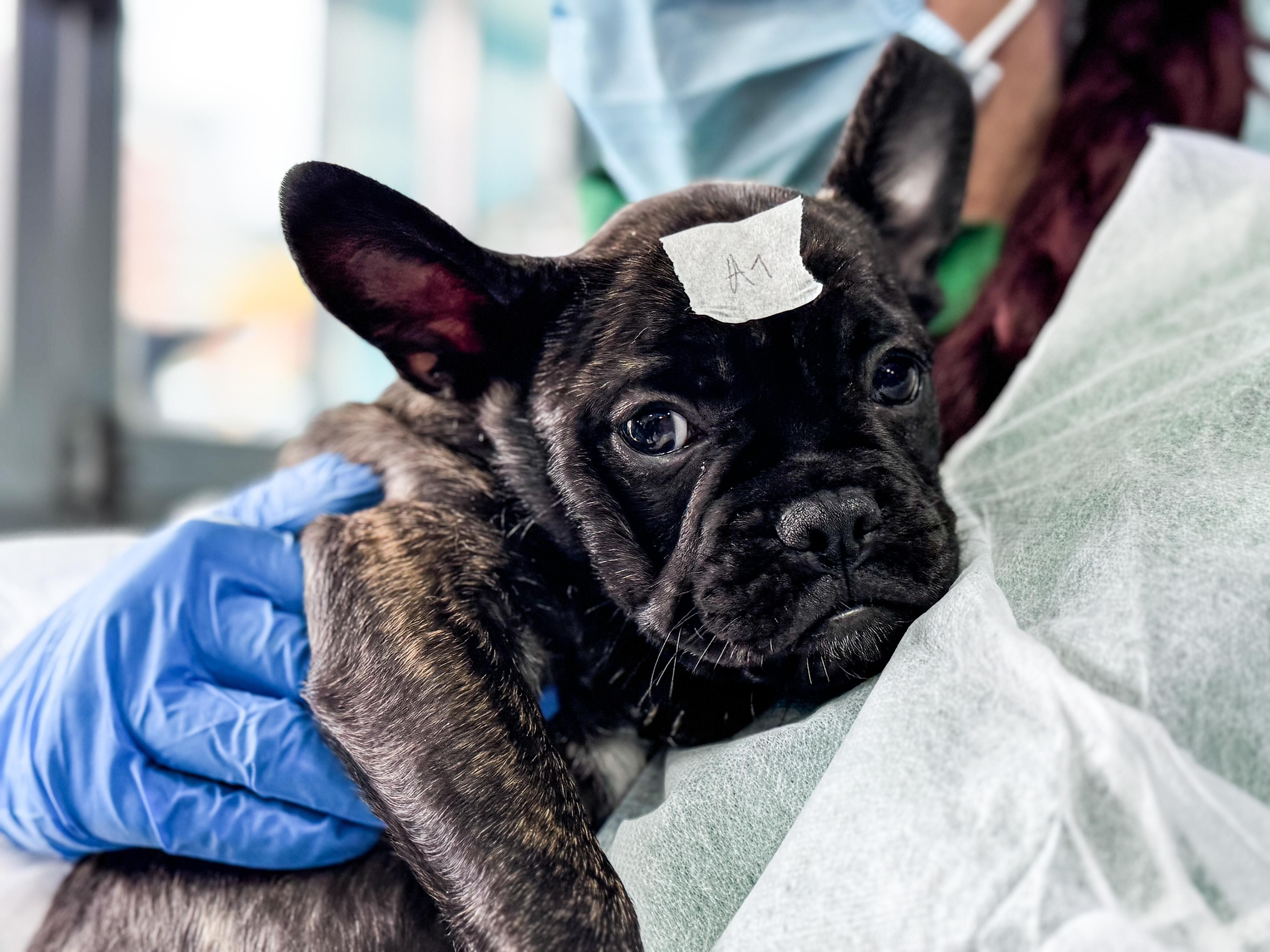 Operativos del Idpyba terminaron en desmanes y bloqueos.