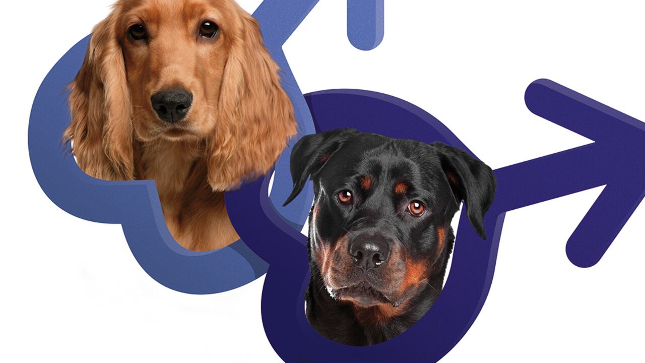 Como explica la médica veterinaria Claudia Rodríguez, cuando un perro monta a otro está descargando su peso sobre él para ejercer fuerza y una posición jerárquica.