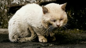 Maltrato animal