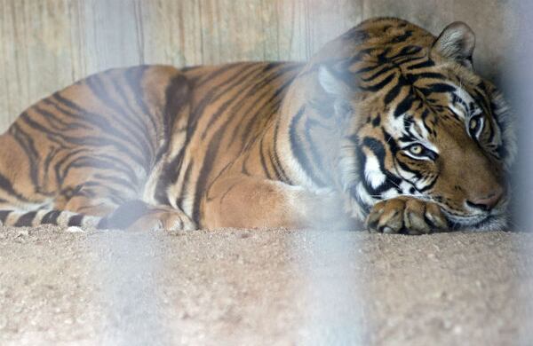 Hatch, un tigre del zoológico de Montevideo, Uruguay, descansa en su jaula. (AP)