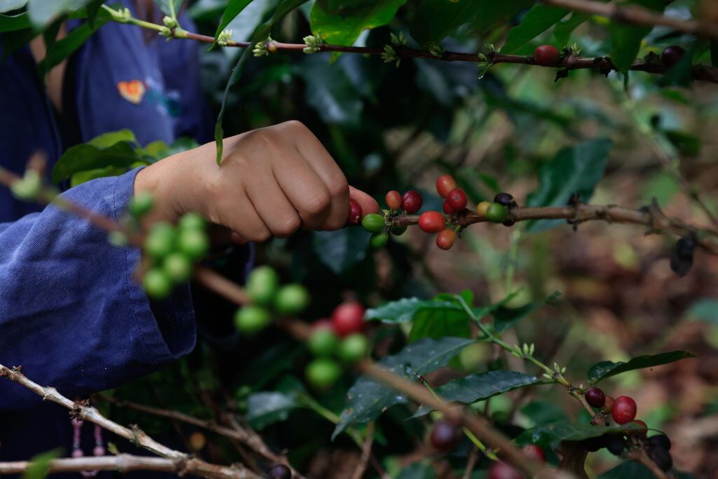 Plantaciones de café