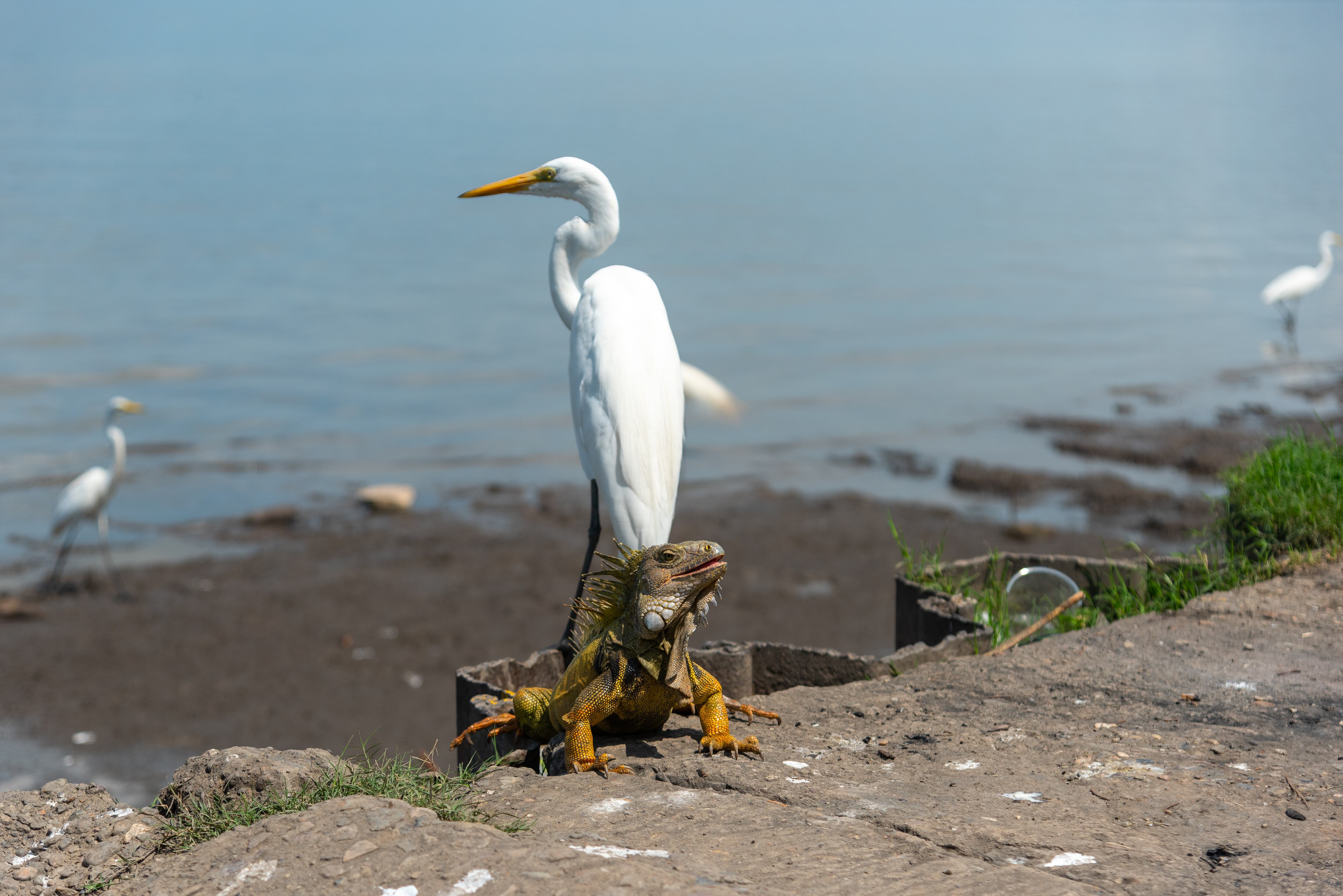 Extranjeros hacen avistamiento de aves y recorridos por las ciénagas.