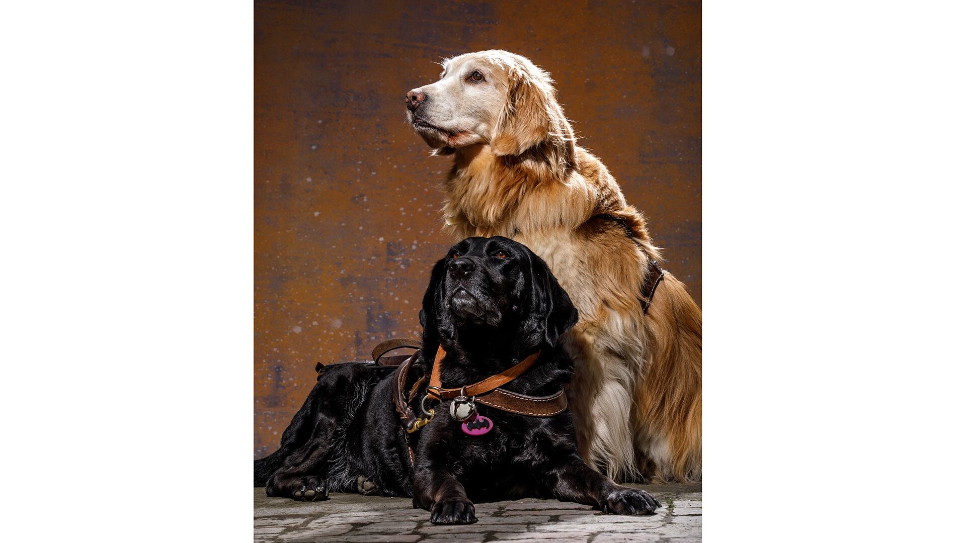 4 Patas regresa con ejemplar impreso