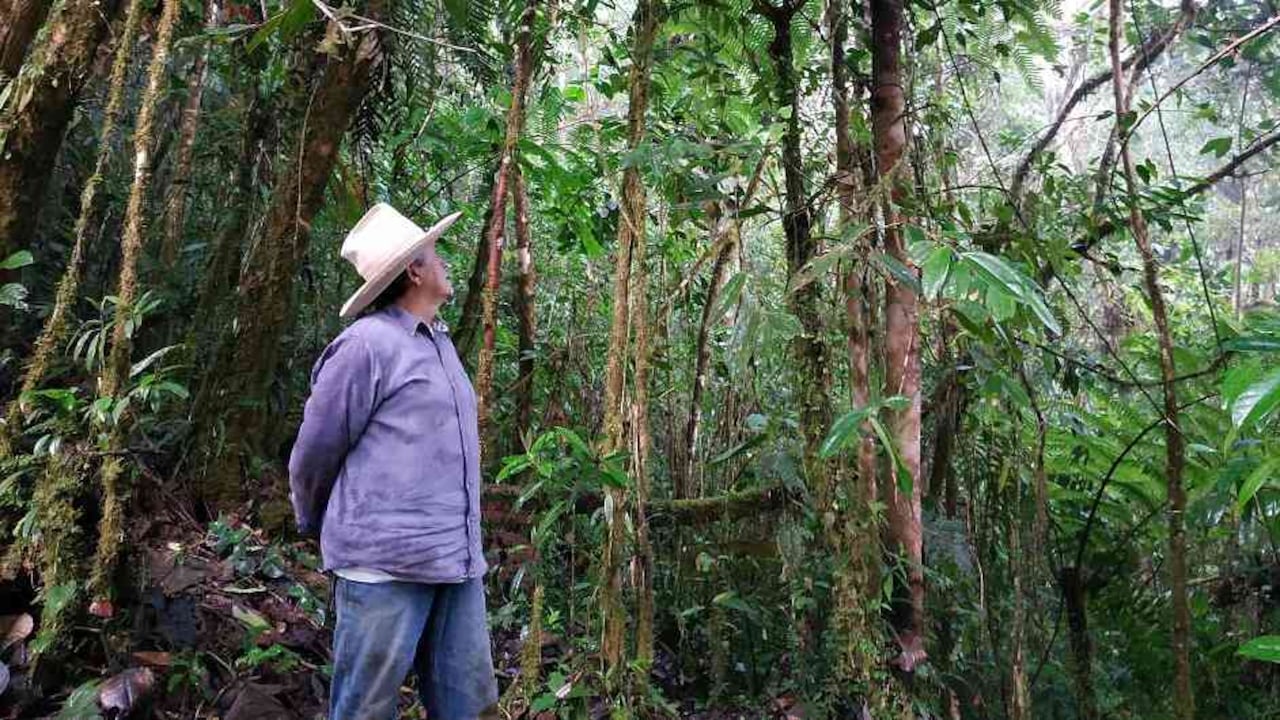 Francisco Ceballos, en su finca, ubicada en el municipio de Versalles, creó tres corredores ecológicos en los parches afectados por la ganadería. El proceso de restauración ya suma más de 170 hectáreas de bosque.