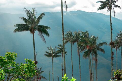 En Tochecito, Tolima, la organización Vida Andina busca visibilizar las iniciativas de conservación para que se popularicen entre todos los actores de la sociedad.