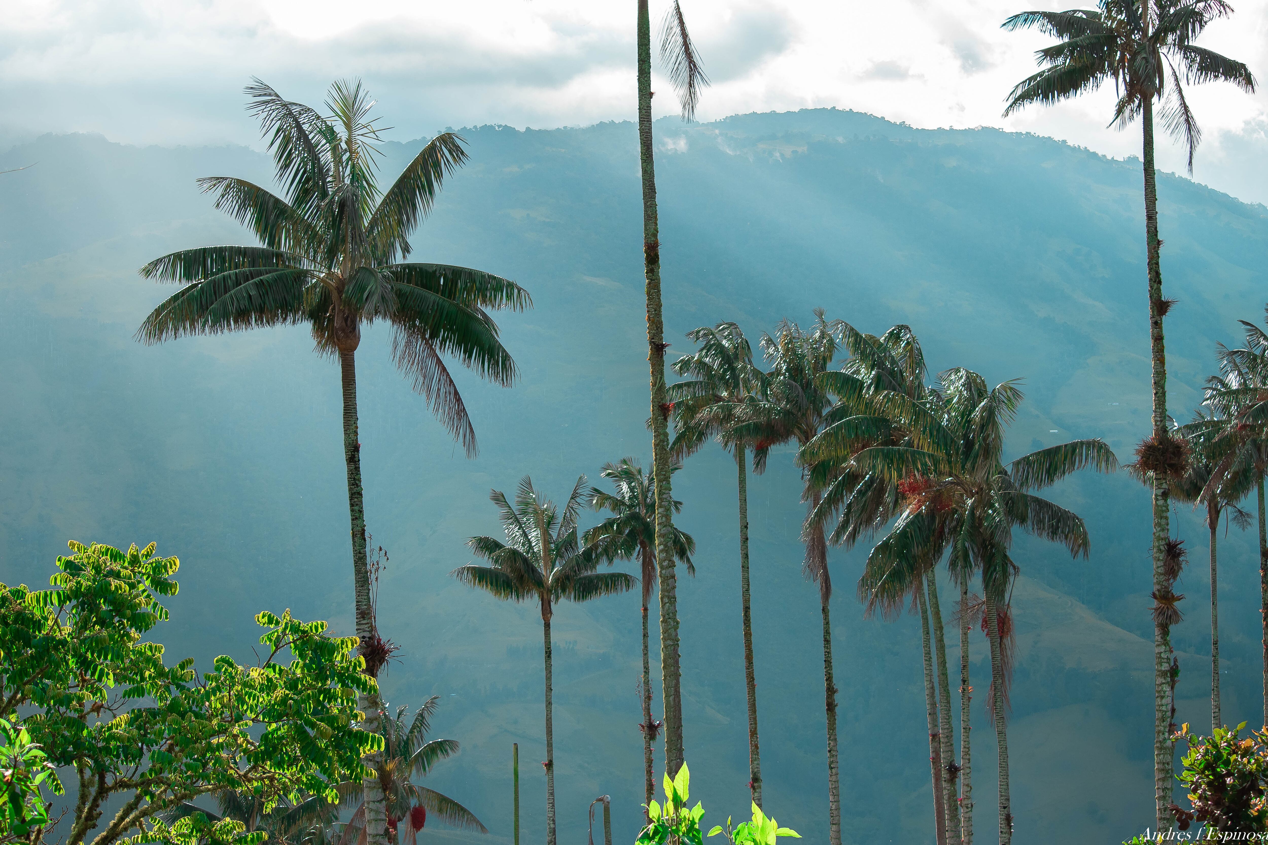 En Tochecito, Tolima, la organización Vida Andina busca visibilizar las iniciativas de conservación para que se popularicen entre todos los actores de la sociedad.