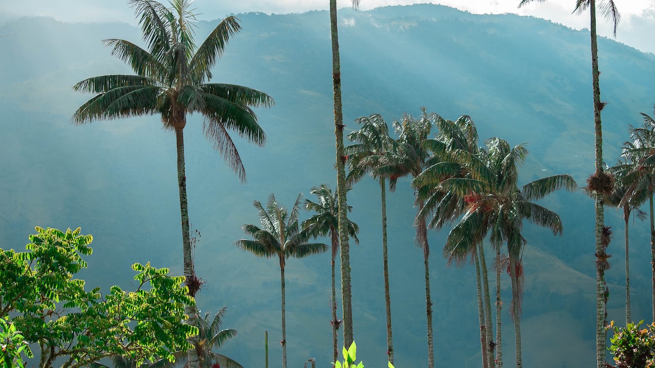 En Tochecito, Tolima, la organización Vida Andina busca visibilizar las iniciativas de conservación para que se popularicen entre todos los actores de la sociedad.
