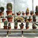 Las plantas pueden ser un gran utensilio decorativo en casa.