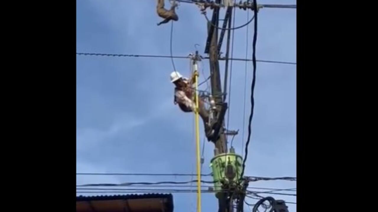 Rescate oso perezoso en Antioquia