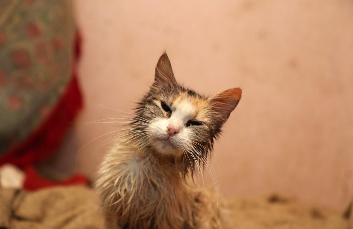 Este gato, junto a otros once y cinco perros, fueron rescatados del hogar de una mujer anciana en Costa Rica, quien no podía cuidar de ellos adecuadamente. (AP)