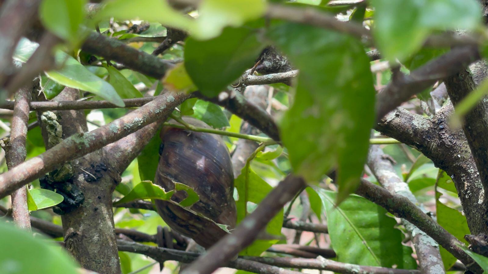 Caracol gigante africano