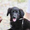 ¿Por qué Kim Jong ordena ir casa por casa a quitar perritos a familias?