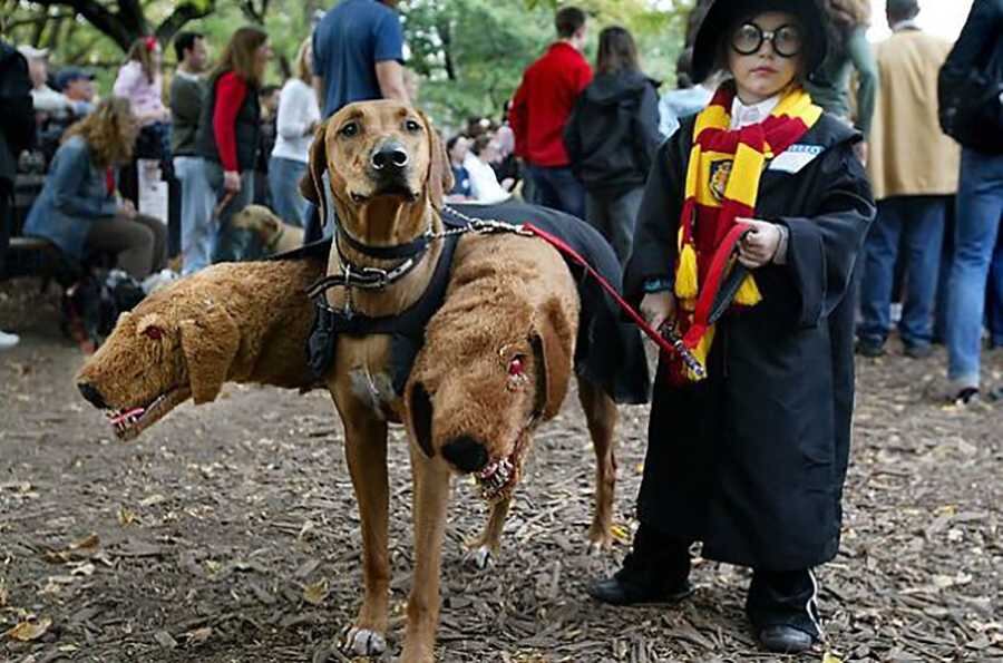 Harry Potter y FluffyUno de los personajes más particulares de las películas de Harry Potter es el perro de tres cabezas. Te presentamos una versión muy original de Fluffy. Foto: tomada de Bordepanda.com