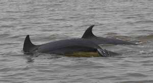 En el mundo hay 34 especies de delfines oceánicos. Las costas del Caribe y Pacífico colombiano son frecuentadas por estos mamíferos. Delfines en el Golfo de Urabá en Colombia. Foto: María Camila Rosso.