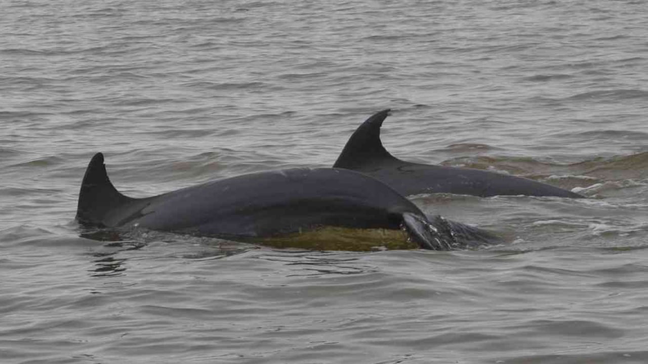 En el mundo hay 34 especies de delfines oceánicos. Las costas del Caribe y Pacífico colombiano son frecuentadas por estos mamíferos. Delfines en el Golfo de Urabá en Colombia. Foto: María Camila Rosso.