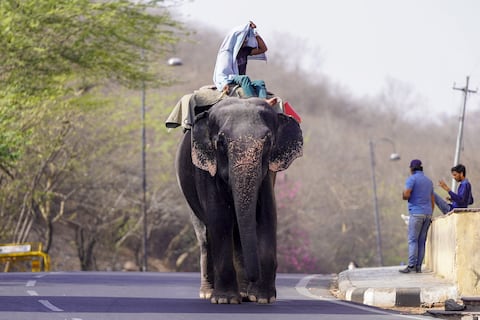 Un mahout monta su elefante por una calle en un caluroso día de verano en Jaipur el 30 de mayo de 2024, en medio de una ola de calor en curso.