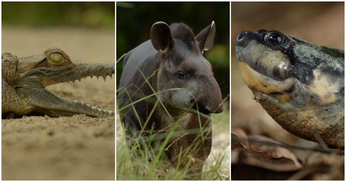 El caimán llanero, la danta y la tortuga charapa son algunas de las especies beneficiadas por esta iniciativa.