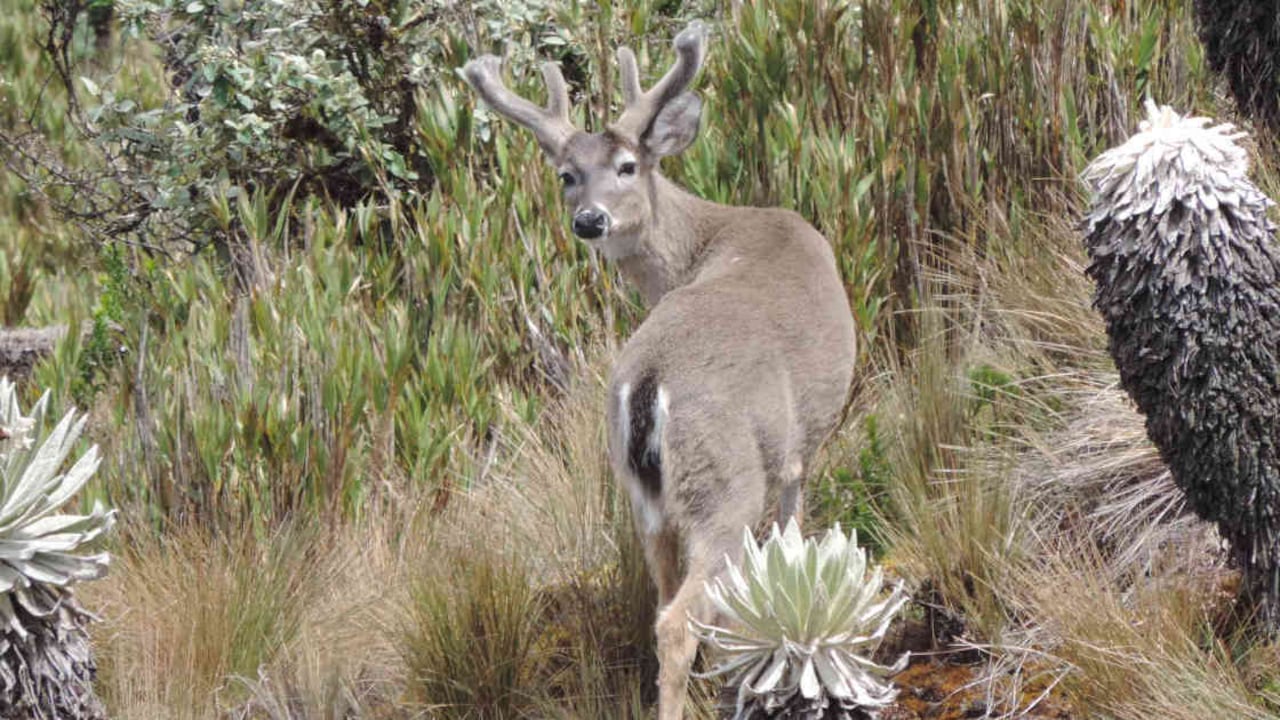 Los venados de cola blanca se distribuyen en varias regiones del país. Foto: Archivo Semana