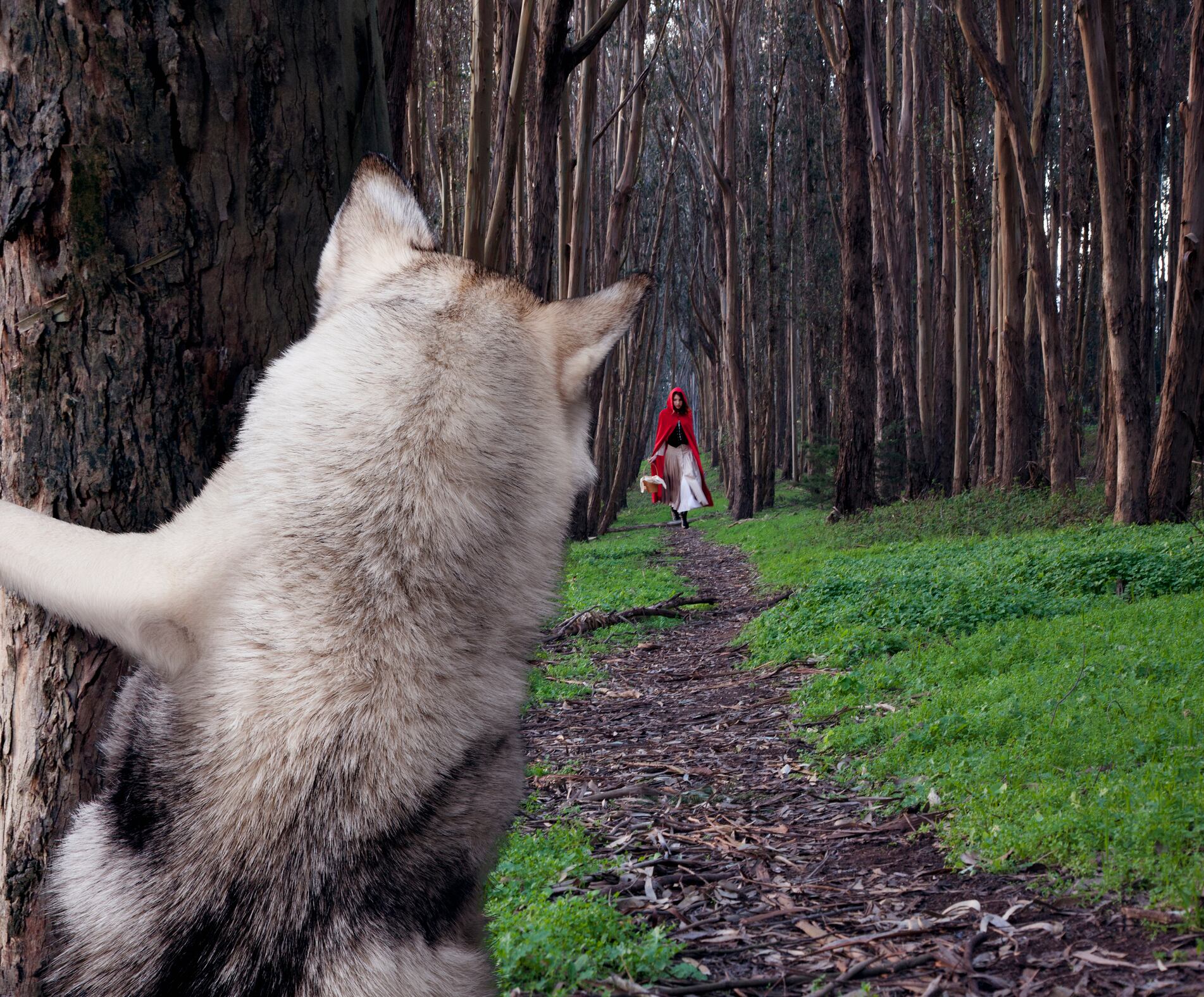 Caperucita Roja perdida en el bosque. Imagen de referencia de la obra de Charles Perrault. Fueron los hermanos Grimm quienes, luego de dos siglos, introdujeron al lobo a la historia